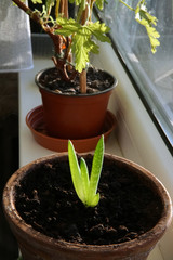 Young sprouts of agave plant potted in a clay flowerpot and placed on the windowsill in the living...