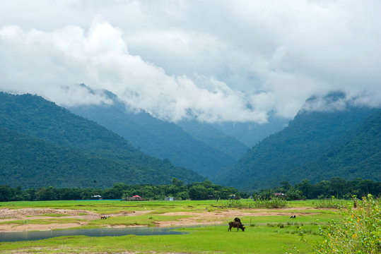 Bangladesh Landscape
