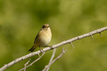 A little cute Common chiffchaff bird perched on a branch on a green background.