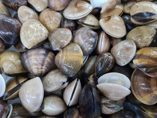 Many Fresh clams in the market