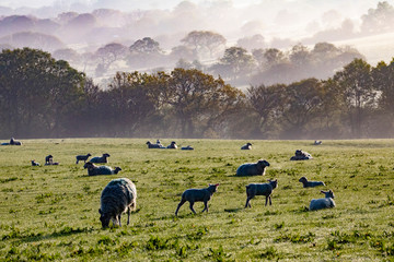Fototapeta premium Sheep in misty morning