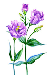Purple eustoma (lisianthus) watercolor painting on a white background, isolated.