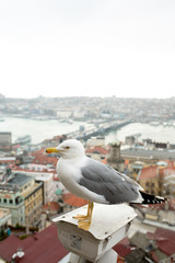 seagull on the Galata tower in Istanbul. City view at sunset