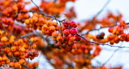 red-yellow paradise apples hanging on branches