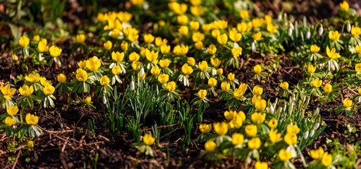 yellow spring flowers in sunny meadow