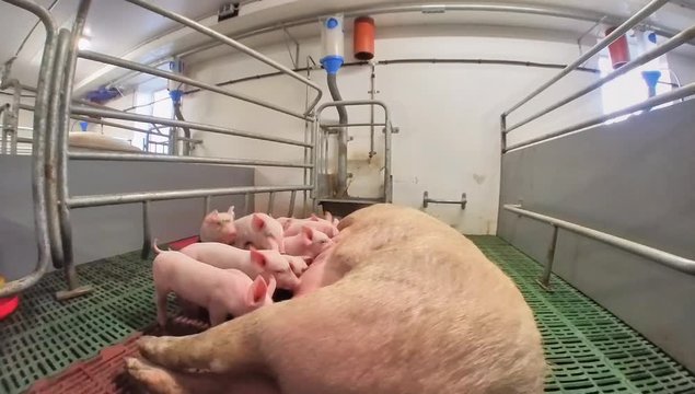 Ferkelerzeugung - Ferkel saugen bei einer Sau im modernen Schweinestall, Nahaufnahme