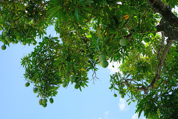 Under the branches of a mango tree