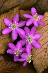 Close-up of a grouping of hepatica growing through leaf litter in a beech and maple forest, Michigan, USA