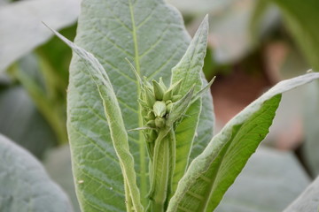Tobacco fields in Thailand.