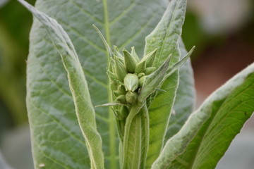 Tobacco fields in Thailand.