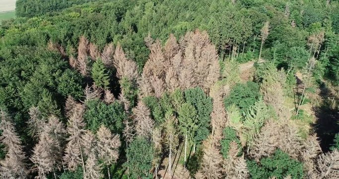 Forstwirtschaft - abgestorbene Fichten infolge Borkenkäferplage , Luftaufnahme