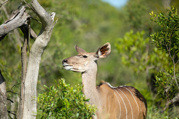 A female kudu feeding in the lush green of summer