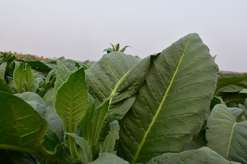 Tobacco fields in Thailand.