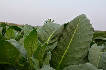 Obraz premium Tobacco fields in Thailand.