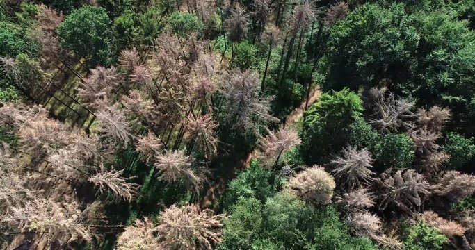 Forstwirtschaft - Waldsterben, Flug über abgestorbene Fichten durch Borkenkäferfrass