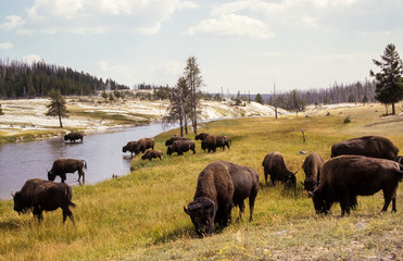 Bison d'Amérique, Bison bison, Parc national du Yellowstone , USA © JAG IMAGES