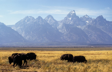 Bison d'Amérique, Bison bison, Parc national du Grand Teton , USA