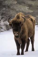 Bison d'Europe, Bison bonasus