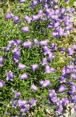 Obraz premium campanule de Scheuchzer, Campanula scheuchzeri