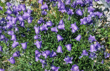 Obraz premium campanule de Scheuchzer, Campanula scheuchzeri