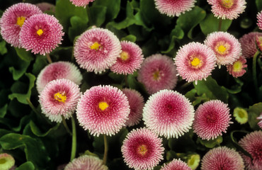 Pâquerette, Bellis perennis ' Médicis Rose ' © JAG IMAGES