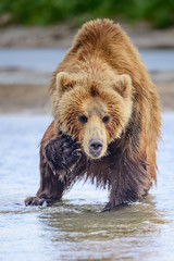 Obraz premium Ruling the landscape, brown bears of Kamchatka (Ursus arctos beringianus)