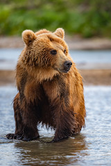 Obraz premium Ruling the landscape, brown bears of Kamchatka (Ursus arctos beringianus)