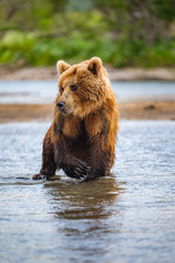 Ruling the landscape, brown bears of Kamchatka (Ursus arctos beringianus)