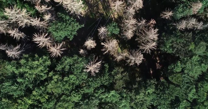 Waldsterben - Stark durch Trockenheit und Borkenkäfer geschädigter Fichtenbestand aus der Vogelperspektive