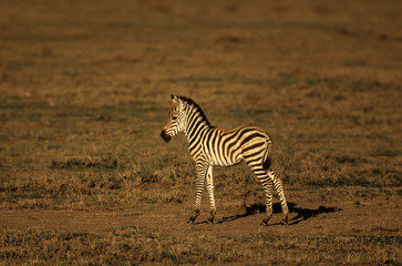 Obraz na płótnie Canvas Zébre de Grant, Equus burchelli grant, Parc national de Masai Mara, Kenya