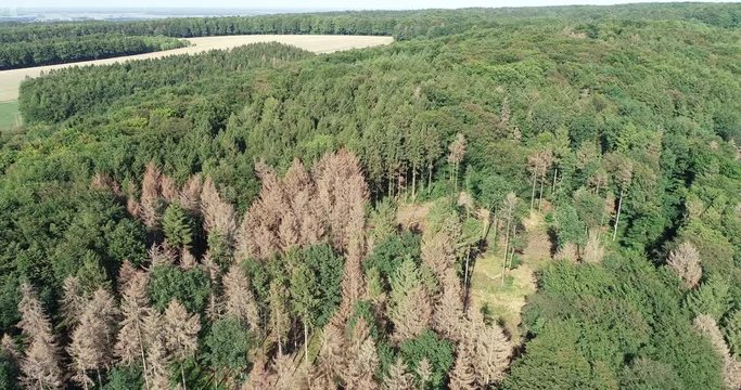 Borkenkäferbefall - Flug über geschädigte Waldbestände durch Käferfrass und Dürre