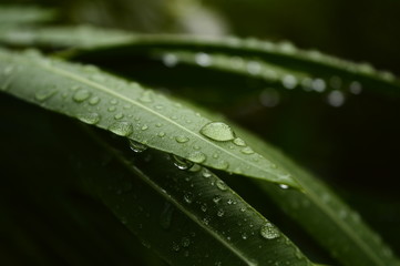 Plant after rain