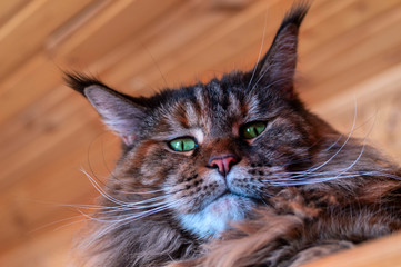Portrait of the whiskered green-eyed Maine Coon with tassels on the ears
