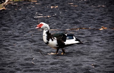 A Muscovy Duck Enjoying the Black Sand Beaches