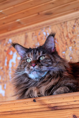 Portrait of the whiskered Maine Coon cat. Close-up fluffy big cat with tassels on the ears.