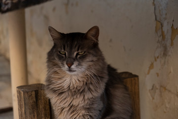 Obraz premium cat in front of the wall