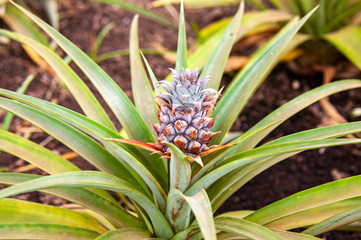 Pineapple growing in a greenhouse, Arruda Pineapple Plantation, Ponta Delgada, Sao Miguel island, Azores, Portugal