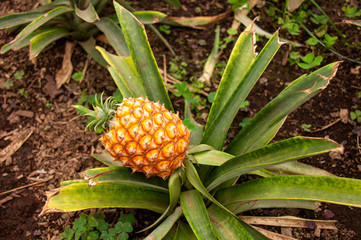 Pineapple growing in a greenhouse, Arruda Pineapple Plantation, Ponta Delgada, Sao Miguel island, Azores, Portugal