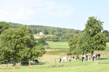 Fototapeta na wymiar landscape with calves in a meadow in Zuid-Limburg the netherlands