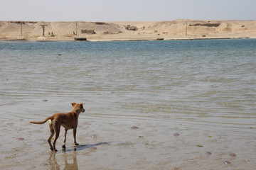 Hund am Strand in Ägypten
