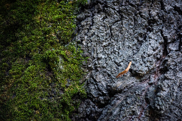 Texture of tilia bark covered with green moss