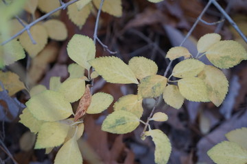 yellow leaves over brown leaves