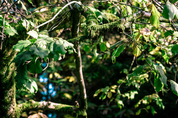 Magnolia soulangeana tree with moss with leaves is close