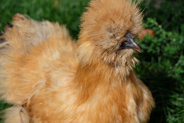 Gallina punk