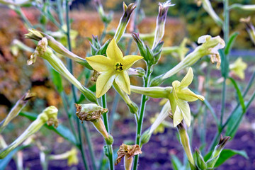 yellow flowers in the garden