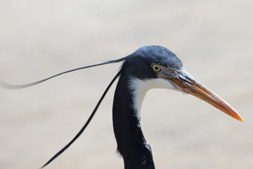 Reiher in Ägypten