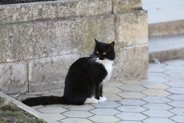 cat black and white