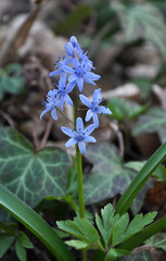 In the spring in the forest blooms snowdrop two-leafed (Scilla bifolia).