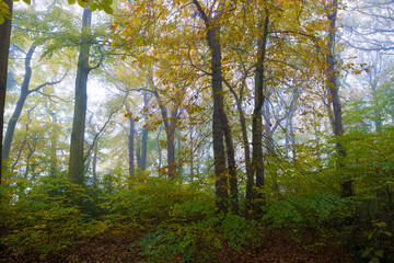 autumn in the forest