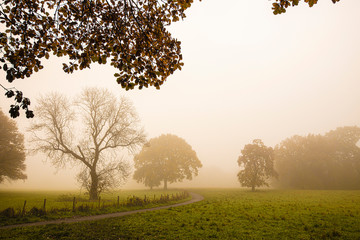 Fototapeta premium tree in field